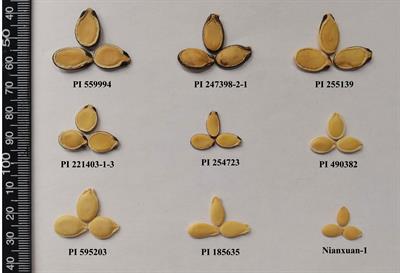 Identification of the egusi seed trait locus (eg) and its suppressor gene associated with the thin seed coat trait in watermelon
